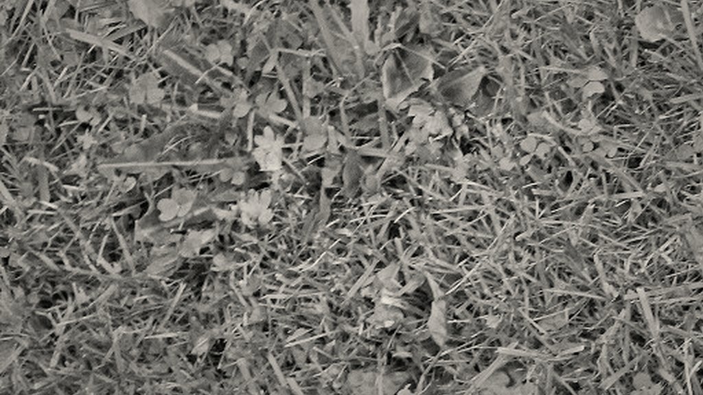 নারী ফুটবল দলের প্রস্তুতিতে বিশেষ ক্যাম্প